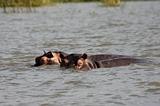 Ethiopia - Lago Chamo - Ippopotami - Hippos - 17